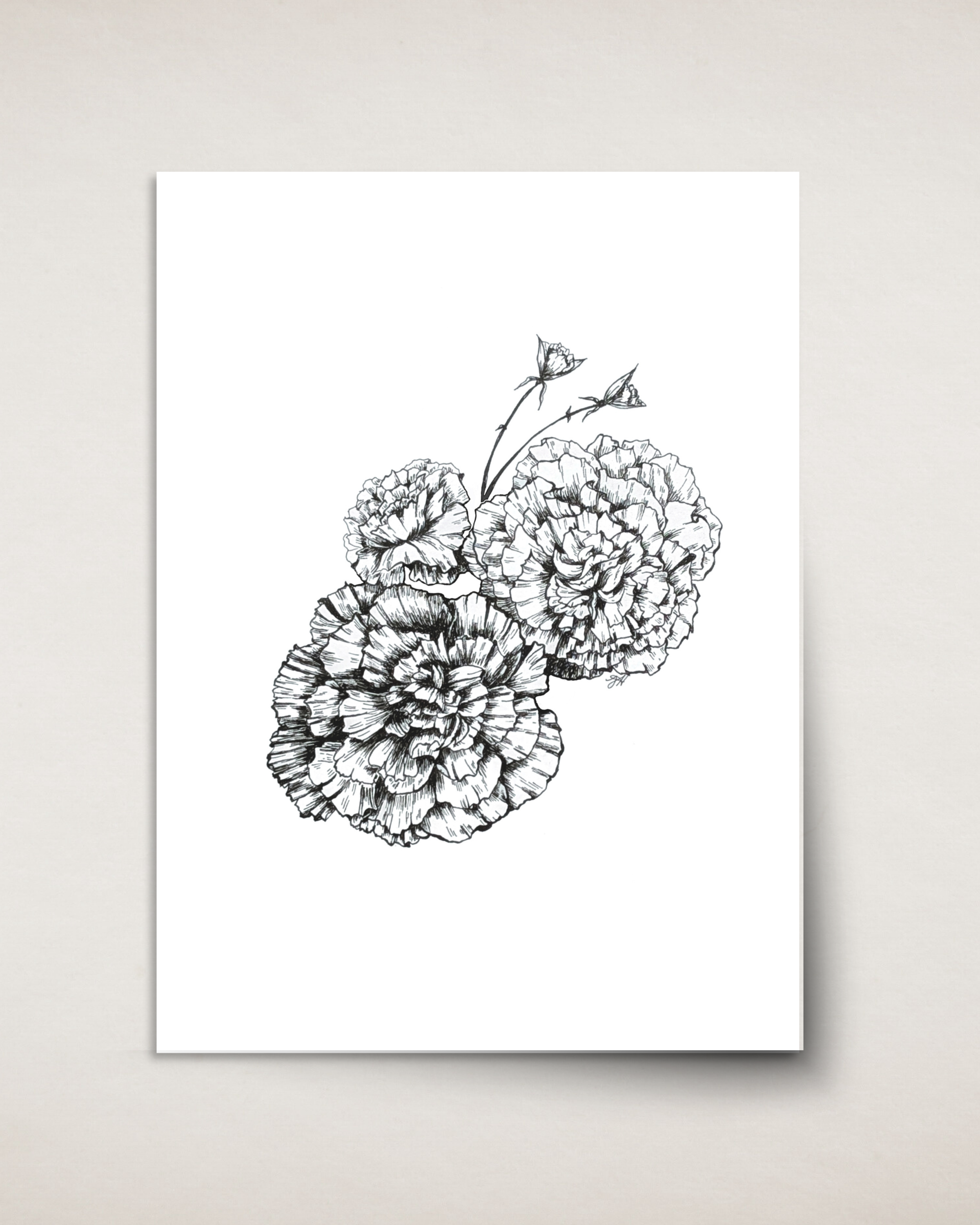 Carnations in Ink— Card