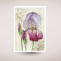 Art print card of a purple and pink iris with green leaves on a textured beige background
