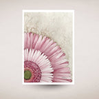 art print card of a pink and white gerbera daisy on a textured beige background