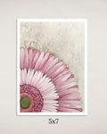 Pink Gerbera Art Print