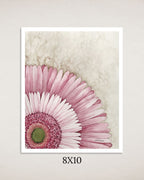 Pink Gerbera Art Print